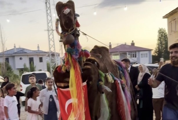 Sivas'ta düğünde renkli deve oyunu