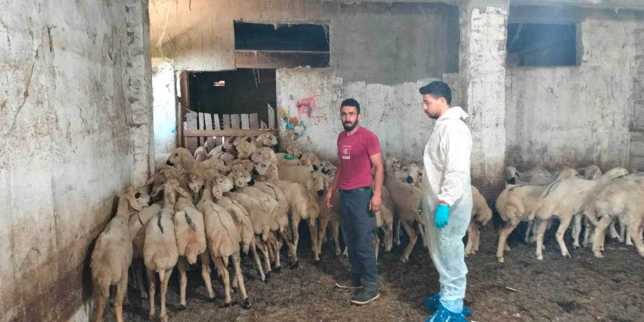 Sivas'ta destek hayvanları denetlendi