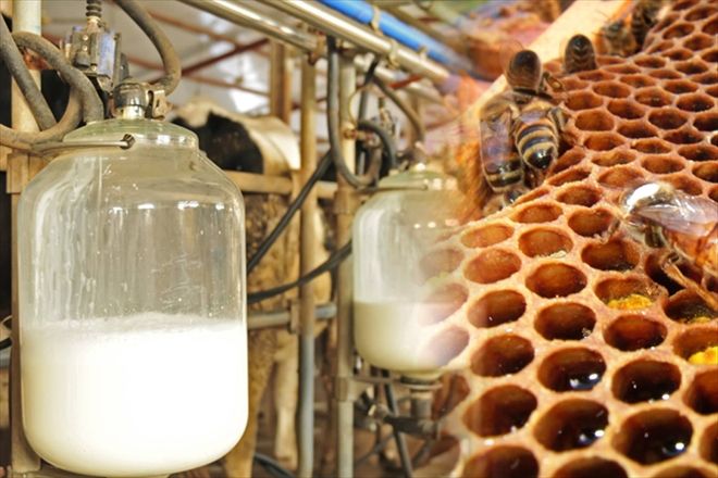 BAL VE SÜT´TE ÜRETİM DÜŞTÜ