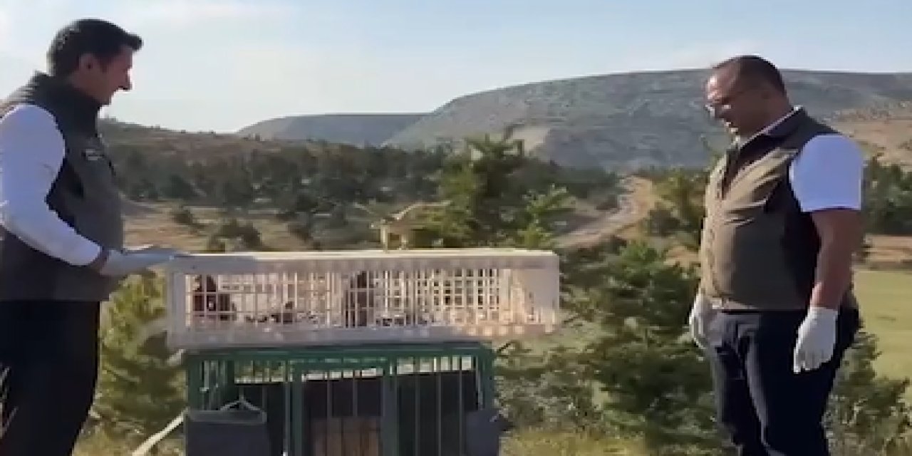 Sivas'ta yaban hayatına umut olan kurtarma