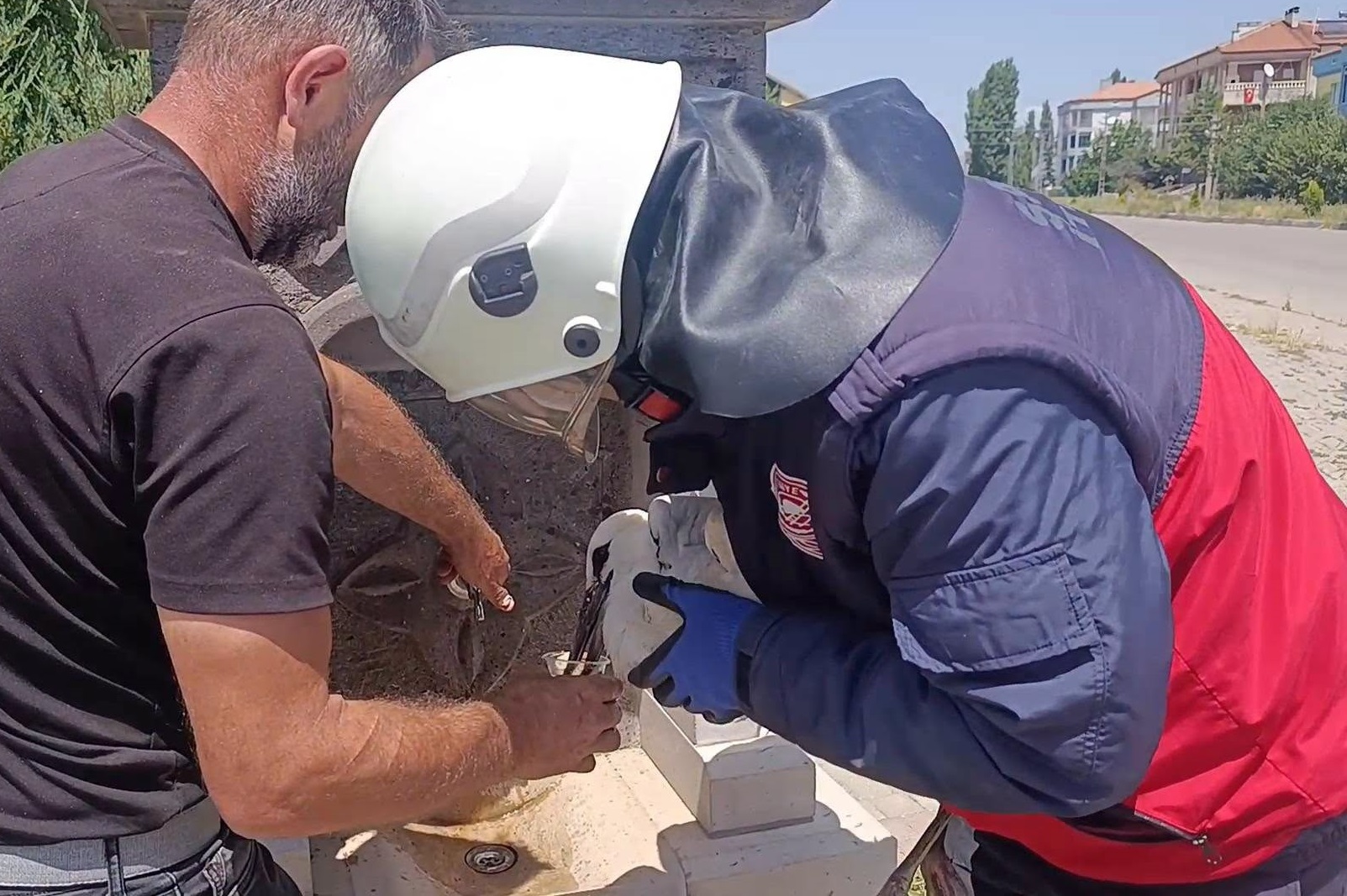 Sivas'ta sıcaktan bayılan leylek kurtarıldı