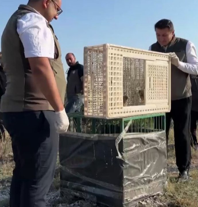 Sivas'ta tedavileri tamamlanan iki kerkenez yavrusu doğaya bırakıldı