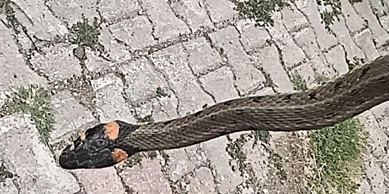 Sivas'ta yılan alarmı