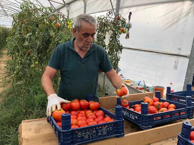 KAPALI ALANDA DOMATES HASADI