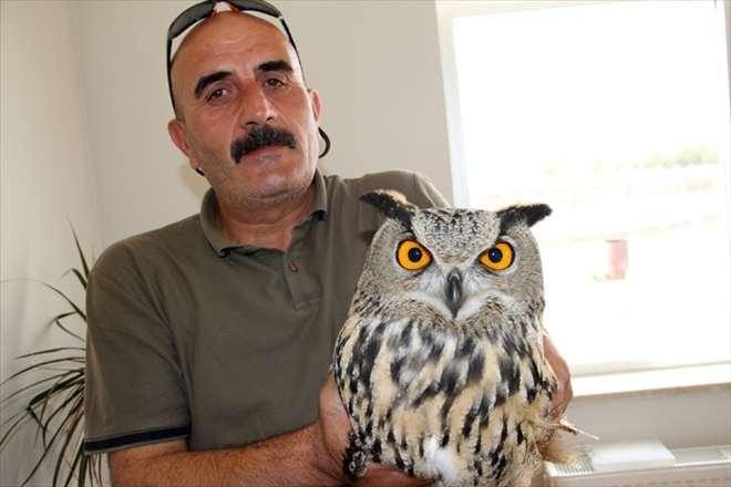 YARALI PUHU KUŞU TEDAVİ EDİLDİ