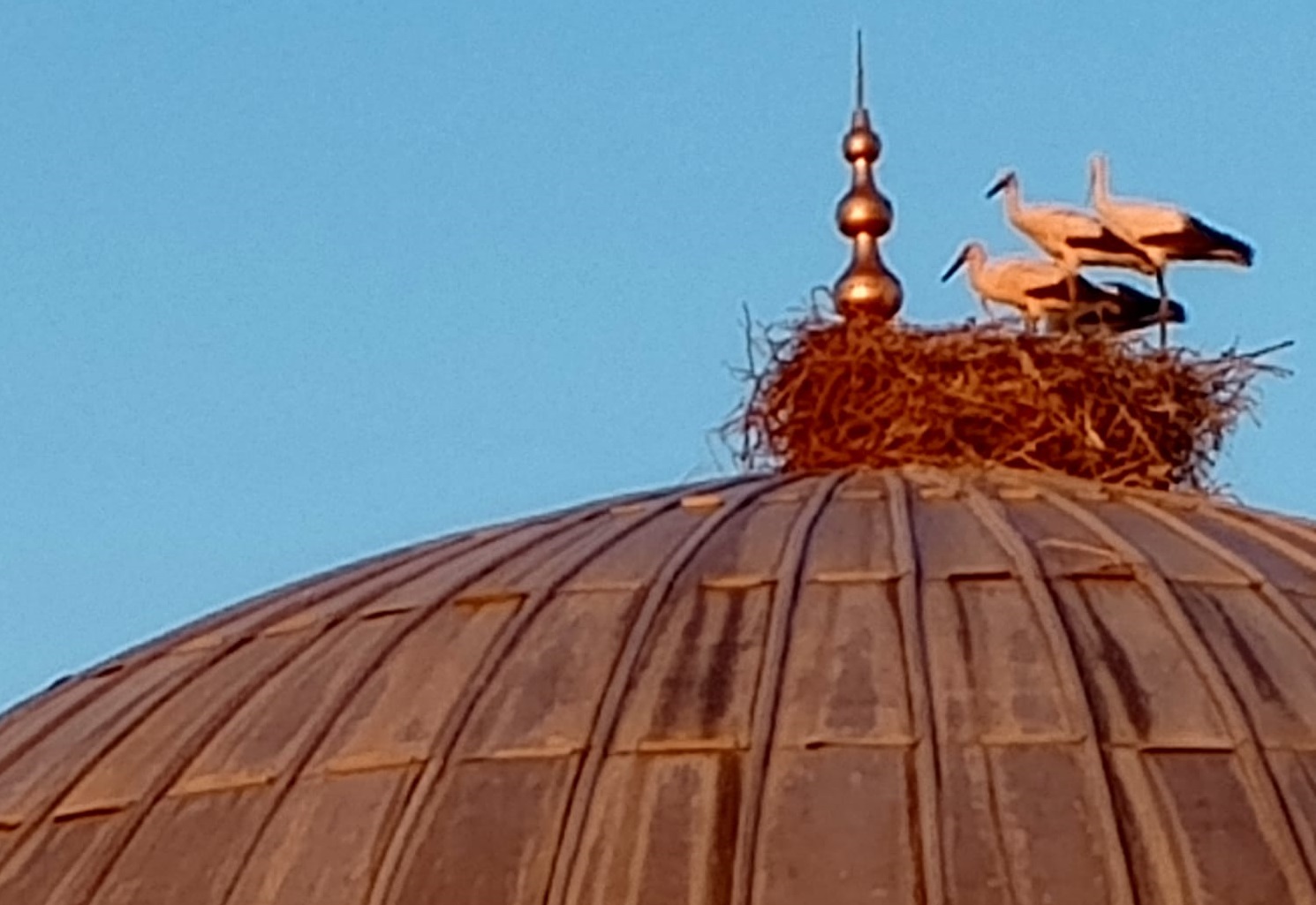 Kangal'ın misafir leylekleri 10 yıldır aynı yuvada