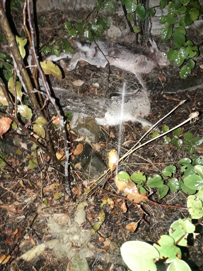 FAR IŞIĞIYLA TAVŞAN AVLAYAN KİŞİ YAKALANDI