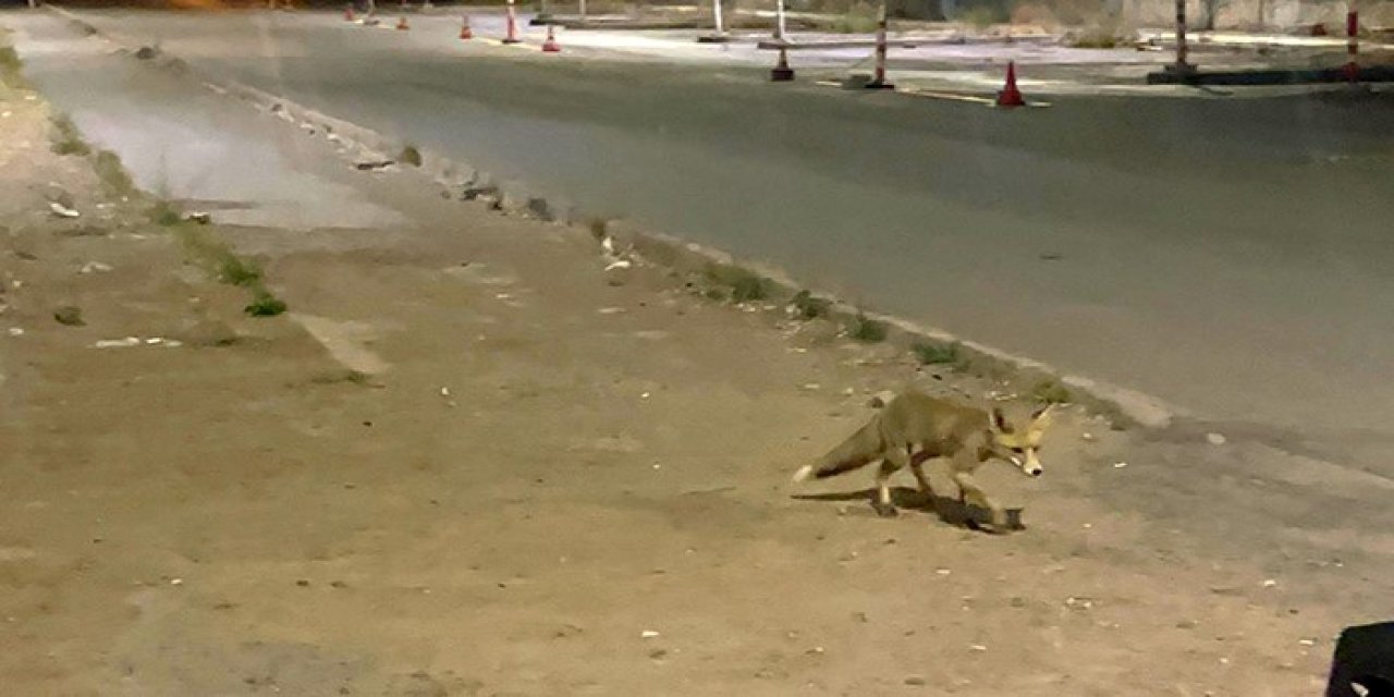 Sivas'ta kokoreççinin en sadık müşterisi bir tilki