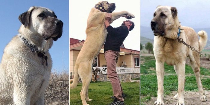 Sivas'ta kangal çoban köpekleri podyuma çıkacak