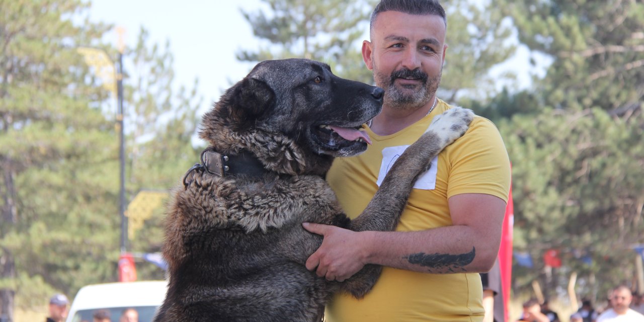 Kangal Köpekleri için Sivas’ta renkli yarışma