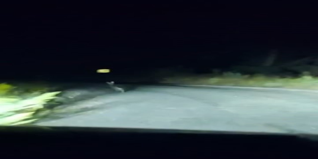 Sivas'ta dev tavşan görüntülendi
