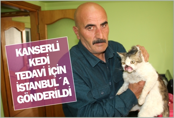 KANSERLİ KEDİ TEDAVİ İÇİN İSTANBUL´A GÖNDERİLDİ
