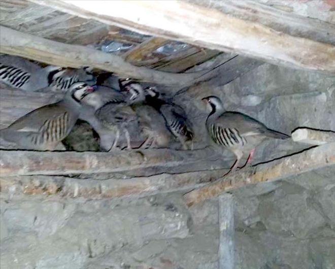 KÜMESTE BULUNAN KINALI KEKLİKLER DOĞAYA SALINDI