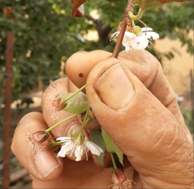 SONBAHARDA ÇİÇEK AÇTI