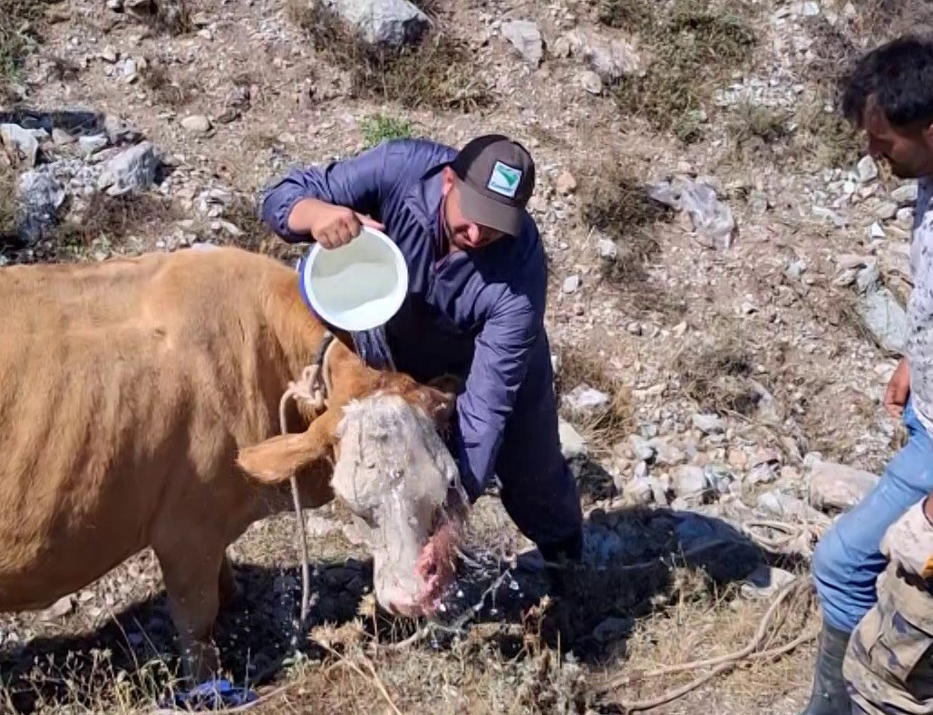 7 aylık gebe inek çukura düştü, vinçle kurtarıldı