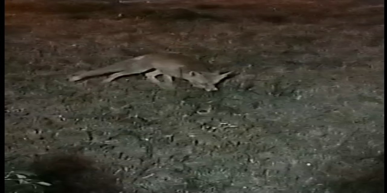 Gece yarısı bahçesine tilki girdi