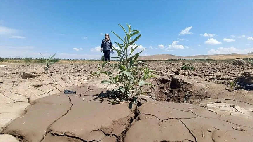 Mardin’den Sivas’a 4 milyon fidanlık yem desteği