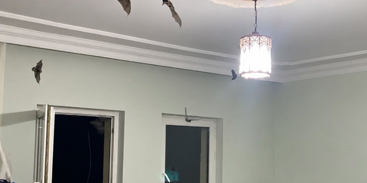 Sivas'ta evde yarasa paniği