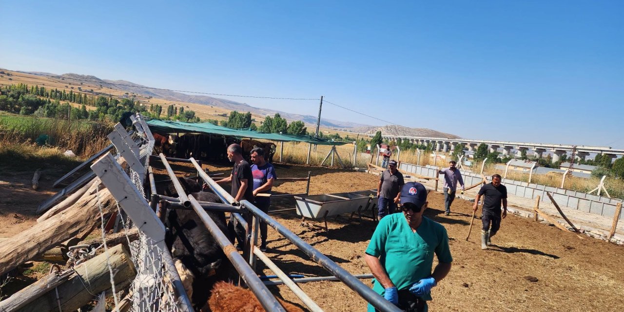 Sivas’ta ithal hayvanlara sıkı sağlık takibi
