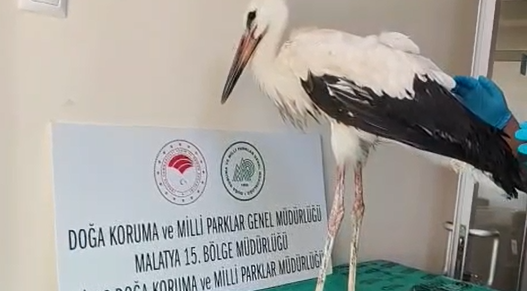 Sivas'ta yaralı leyleğe DKMP şefkati