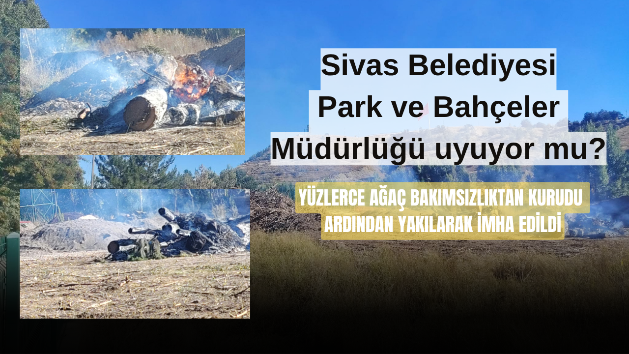 Sivas Belediyesi Park ve Bahçeler Müdürlüğü'nde ağaç katliamı