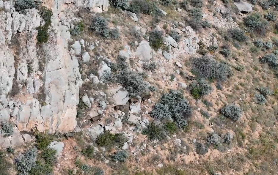 Sivas'ta belgeselleri aratmayan görüntü, drone ile kovaladı
