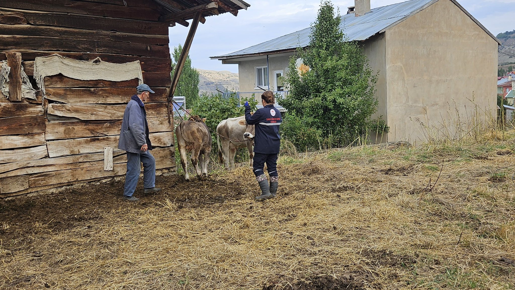 Sivas’ta şap hastalığına karşı aşılama dönemi