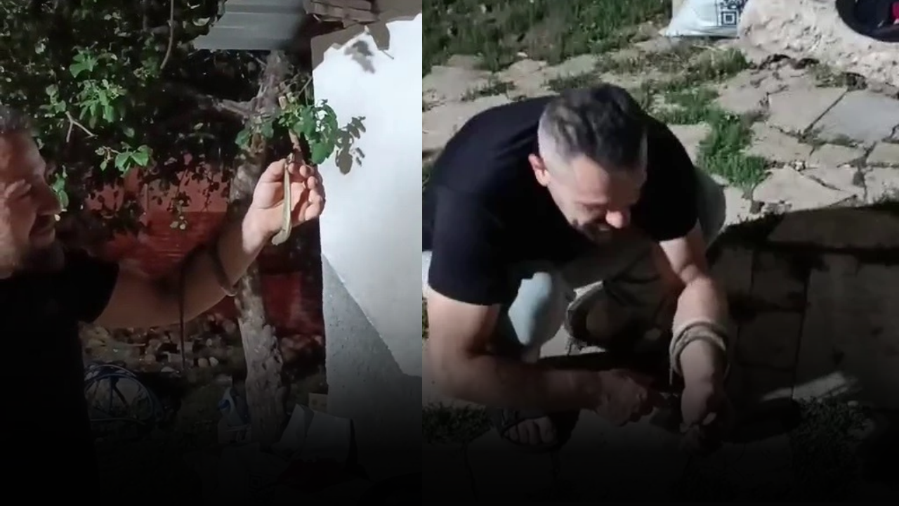 Sivas’ta yılanı eline alıp sevdi