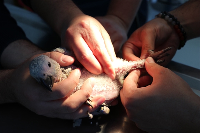 PAPAĞAN YAVRUSU EFE´YE AMELİYAT