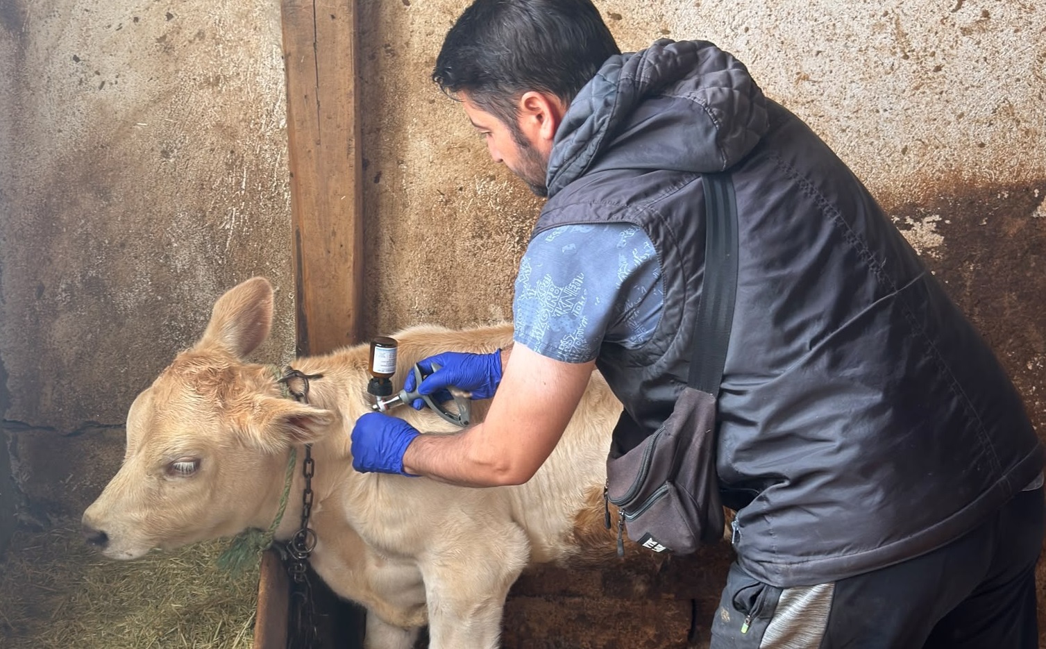 Sivas’ta hayvanlar şapa karşı aşılanıyor