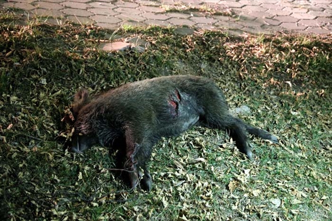 DOMUZ YAVRUSU TELEF OLDU