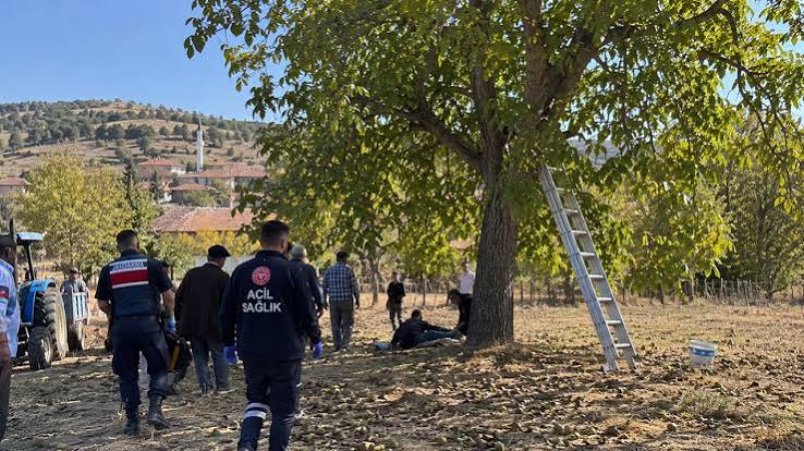 Sivas’ta Ceviz Ağacından Düşen Yaşlı Adam Hayatını Kaybetti!