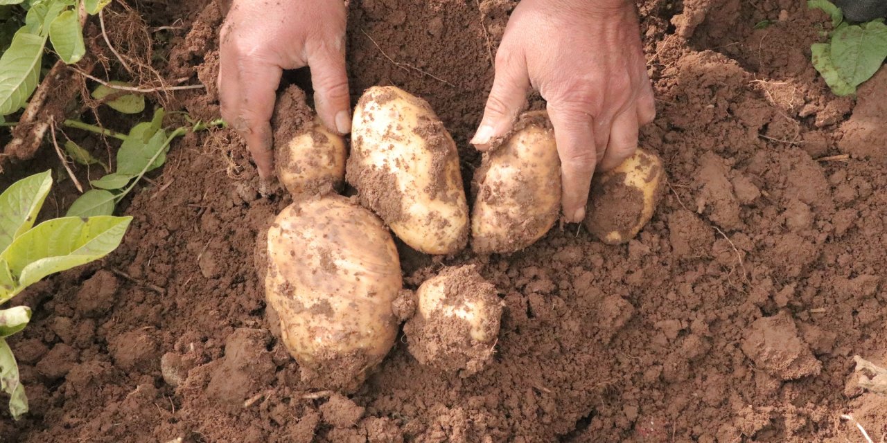 Sivas'ta patates hasatı için geri sayım