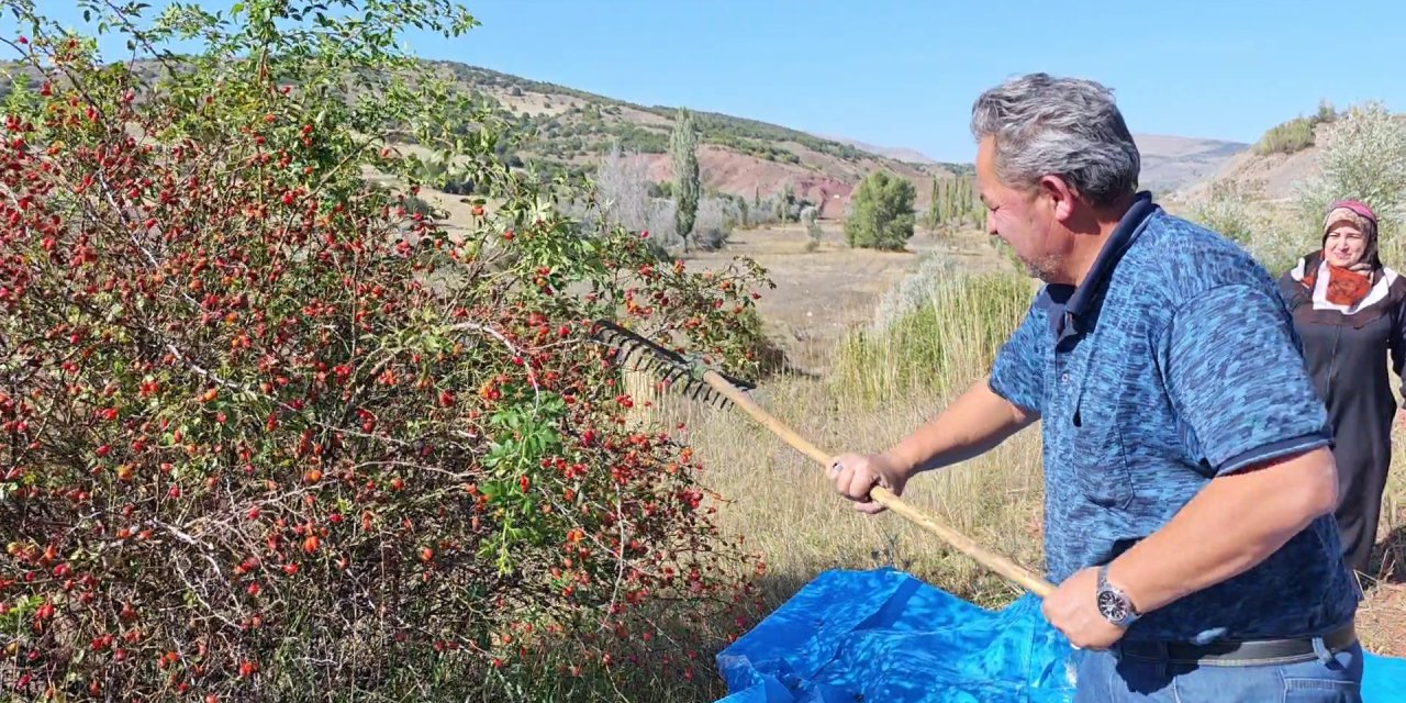 Sivas’ta kuşburnu hasadı: Tırmıkla topluyorlar