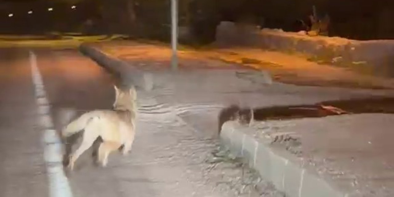 Sivas'ta şehir merkezine inen kurt kamerada