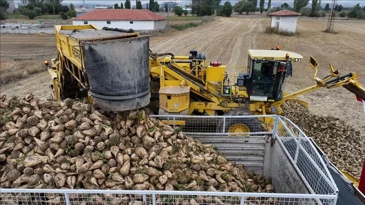 Sivaslı pancar üreticisinin beklediği fiyat açıklandı!