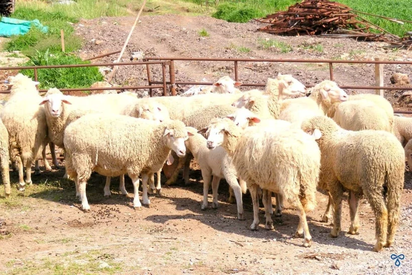 2027 Kurban Bayramı Tarihleri Belli Oldu! Bayram Tatili 9 Gün Olacak Mı?