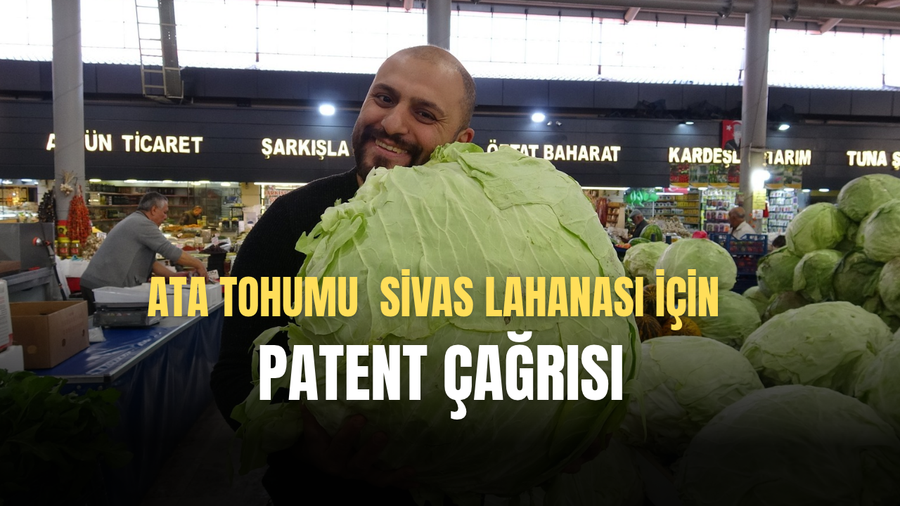 Ata tohumu Sivas lahanası için patent çağrısı