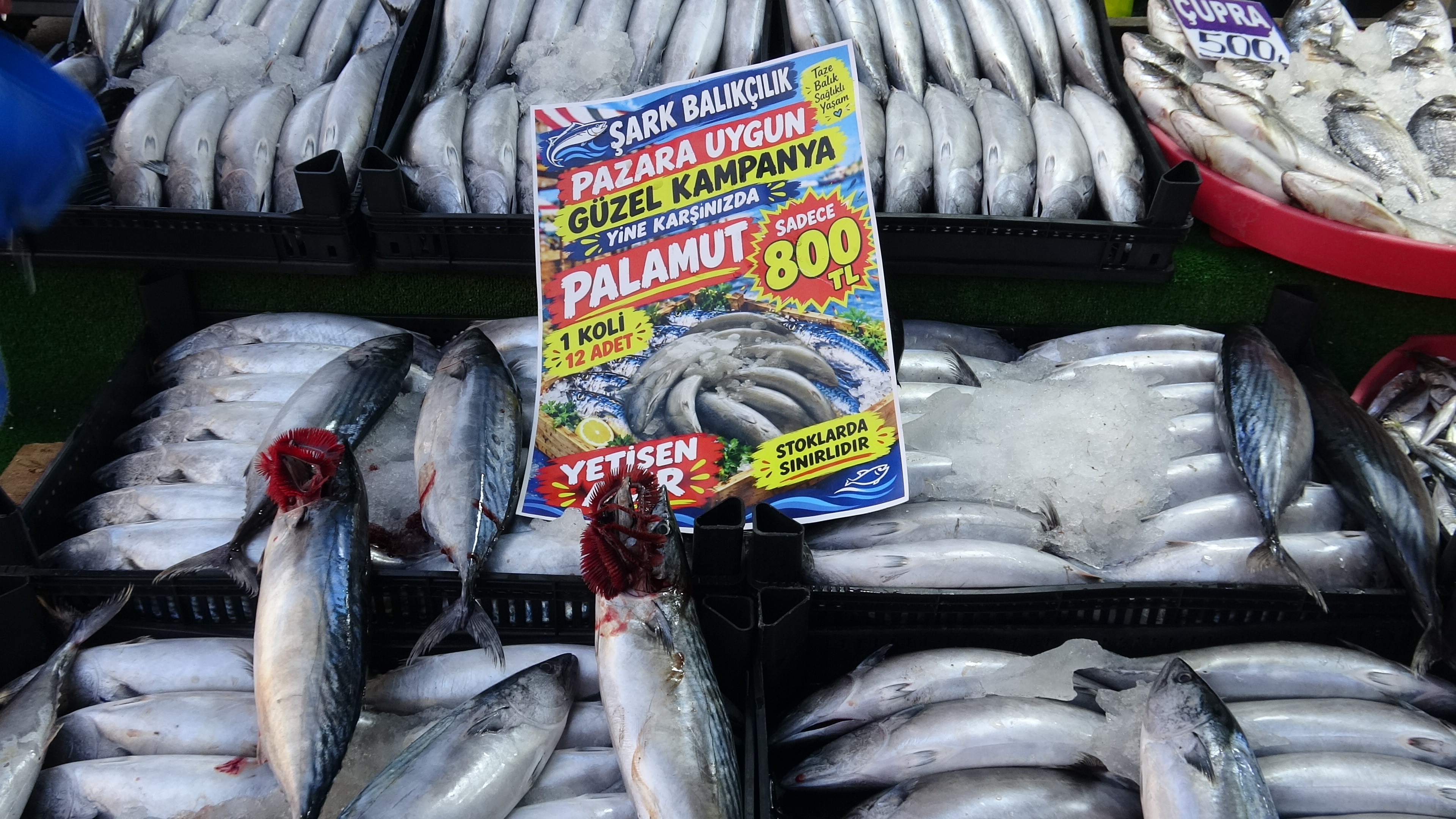 Palamut bolluğu sürecek, Sivas balığa doyacak