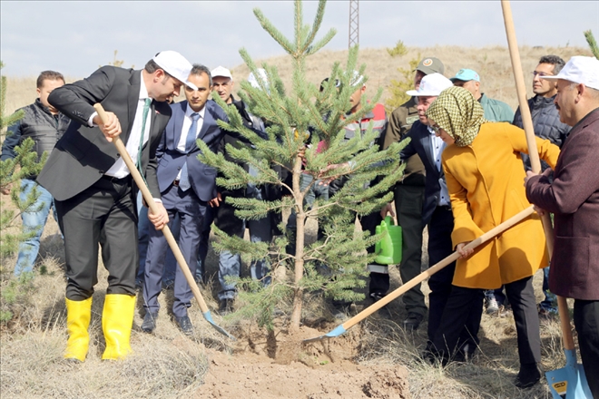 ?AĞACI BEKÇİ DEĞİL, SEVGİ KORUR?
