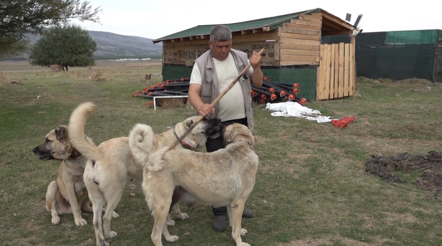 İtalyan uzmanları şaşırtan Türk çoban köpekleri