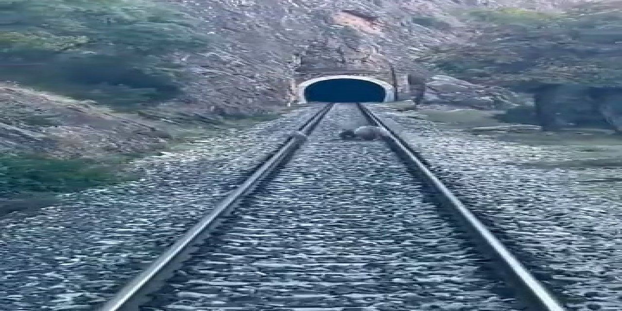 Sivas'ta ayı ailesi trenin önüne çıktı