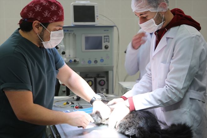 SOKAK KEDİSİNE  AMELİYAT