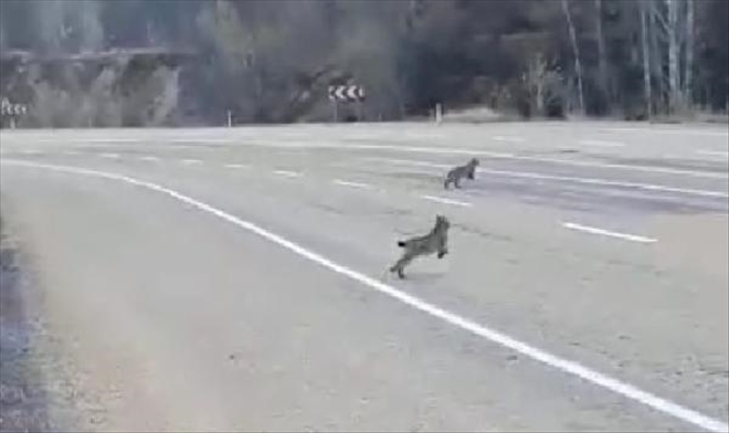 NESLİ TEHLİKE ALTINDAKİ VAŞAKLAR GÖRÜNTÜLENDİ