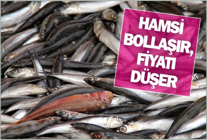 HAMSİ BOLLAŞIR, FİYATI DÜŞER
