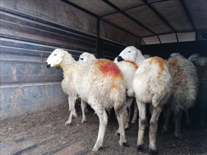 GENÇ ÇİFTÇİLERE 2448 KOYUN