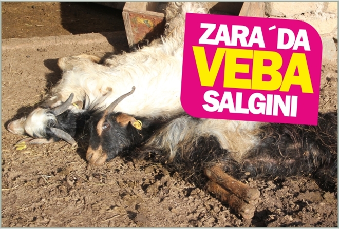 ZARA´DA VEBA SALGINI
