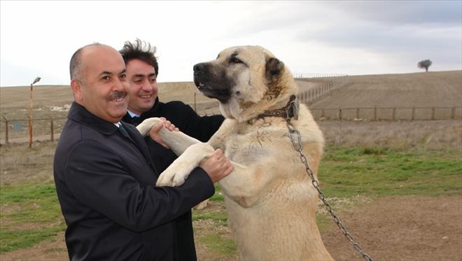 KANGALLAR İÇİN 3-4 BİN TURİST GELDİ