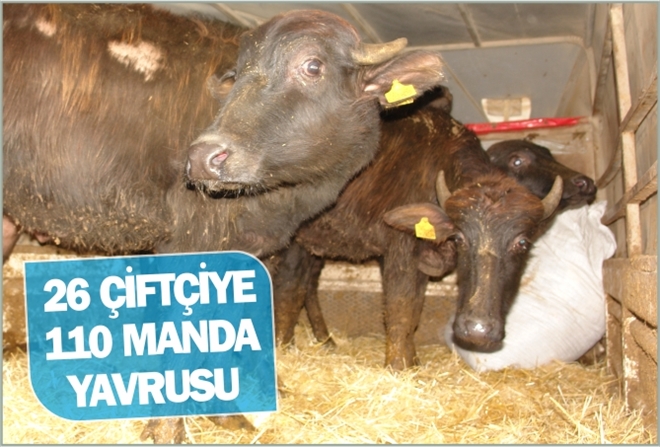 26 ÇİFTÇİYE 110 MANDA YAVRUSU
