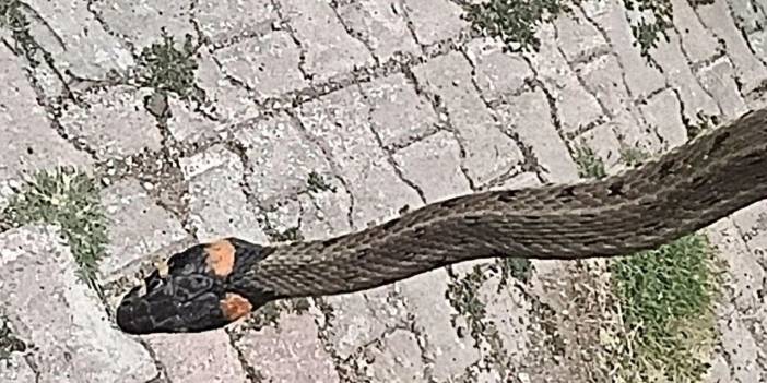Sivas'ta yılan alarmı